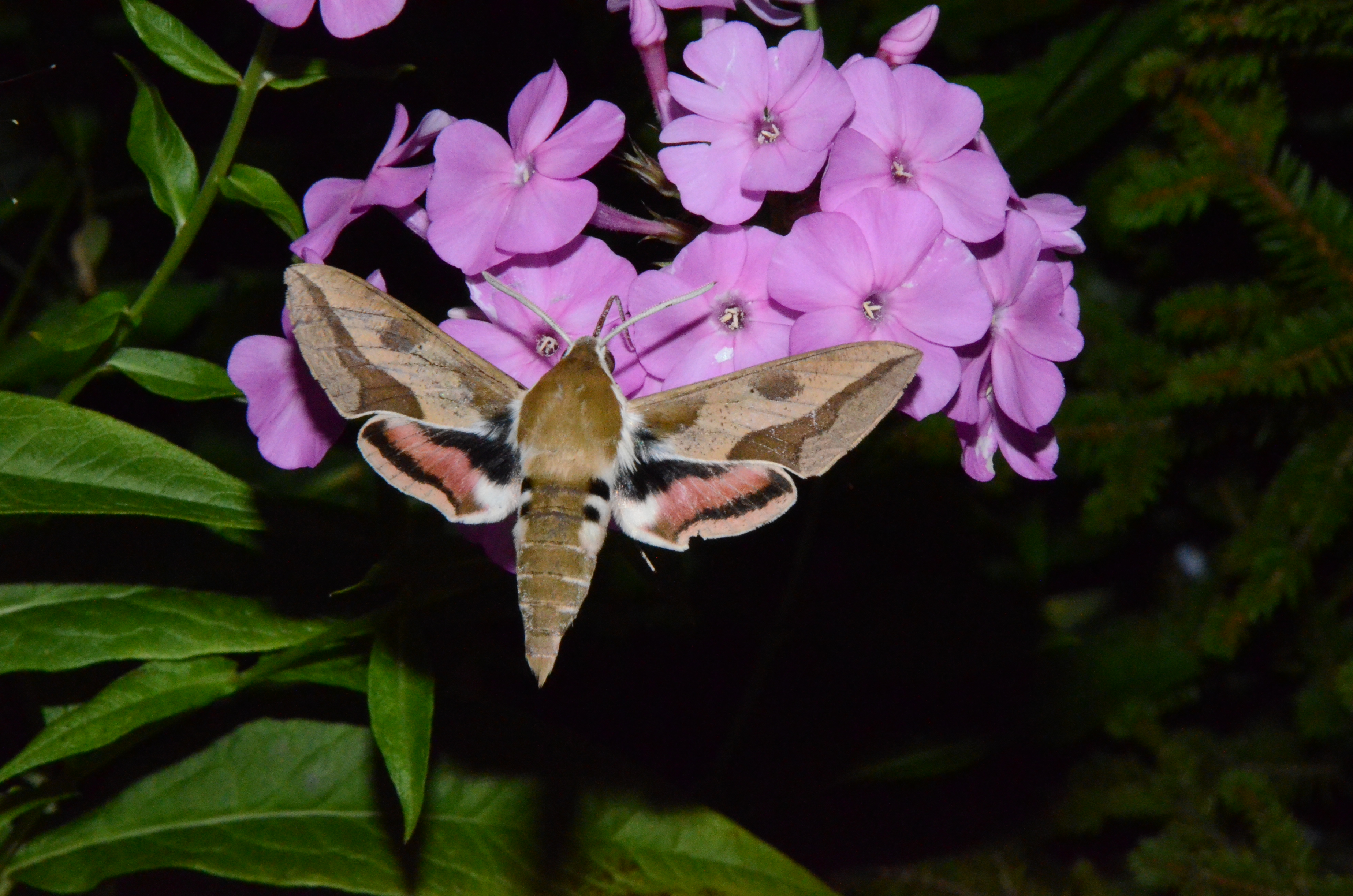 spurge hawk moth adult